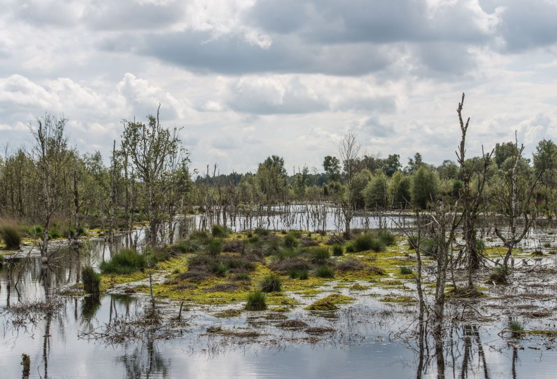 Moor und Heide Erholungsgebiet Thülsfelder Talsperre