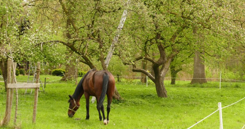 Pony unter blühenden Apfelbäumen
