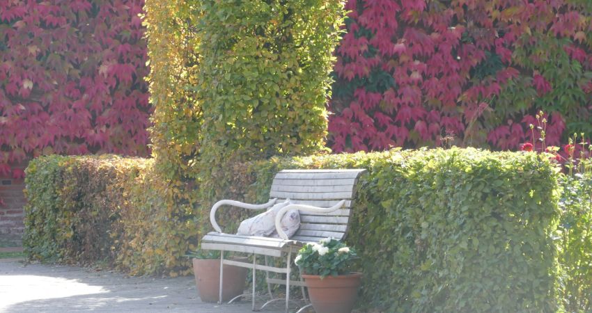 Gartenbank vor Buchenhecke und wildem Wein