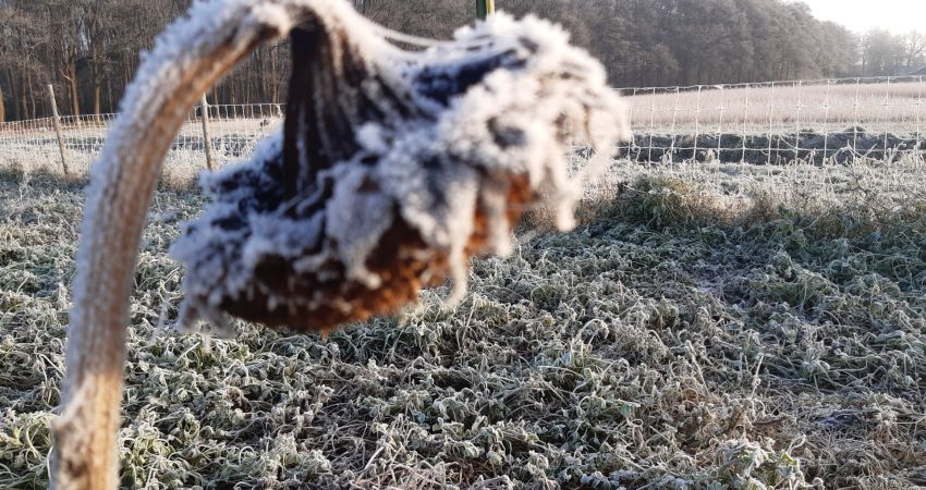 Sonnenblume mit Eiskristallen