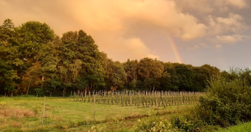 Landschaft mit Garten, Obstanlage, Wald, Regenbogen