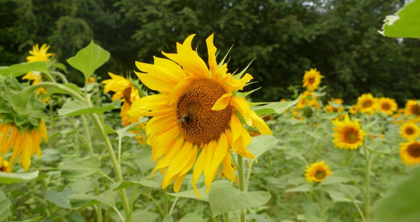 Sonnenblumenfeld mit Blüten, Biene auf Blüte in der Bildmitte