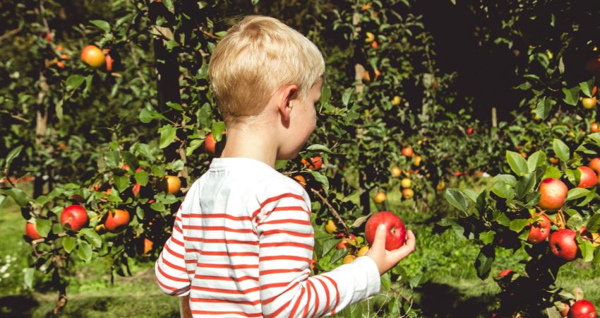 Kind vor Apfelbäumen pflückt rote Äpfel