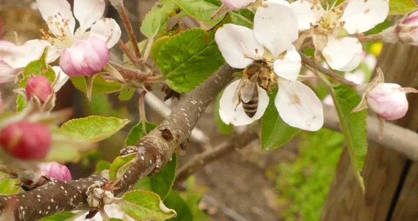 Rosa-weiße Apfelblüten in Nahaufnahme