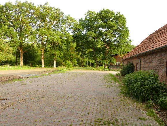 Gepflasterte Stellfläche Ladengebäude mit Himbeersträuchern Hohe Eichen