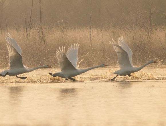 Schwäne im Landeflug
