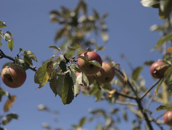 Apfelbaum mit Äpfeln