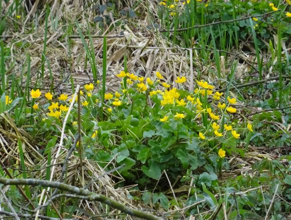 Giftpflanzen am Wegesrand