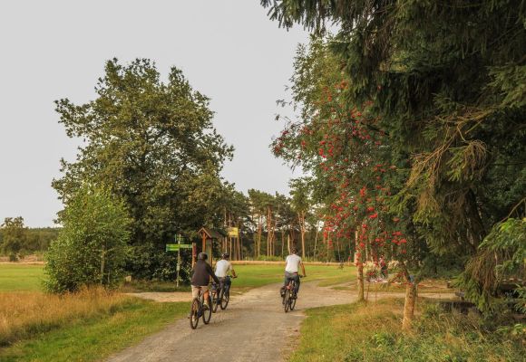 Drei Personen radeln auf einem Weg durch eine grüne Landschaft an der Thülsfelder Talsperre.