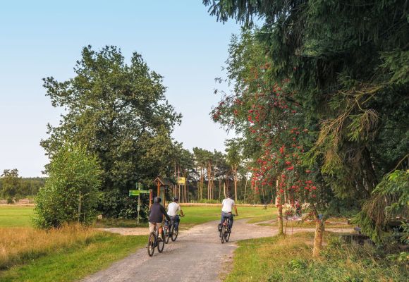 Drei Personen radeln auf einem Weg durch eine grüne Landschaft an der Thülsfelder Talsperre.