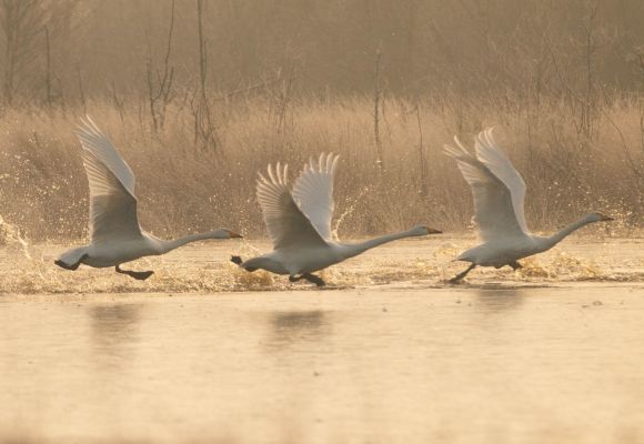 Schwäne im Landeflug